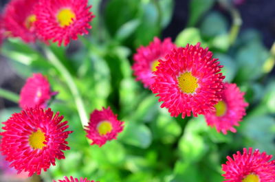 Close-up of pink flowering plants