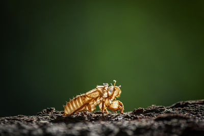 Close-up of insect on wood