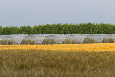 Scenic view of agricultural field against sky