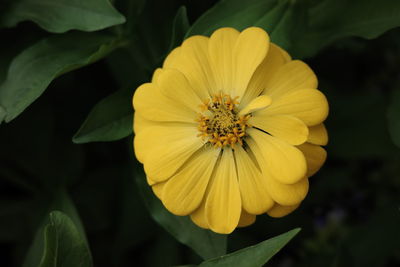 Close-up of yellow flowering plant