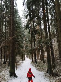 Snow covered trees in forest