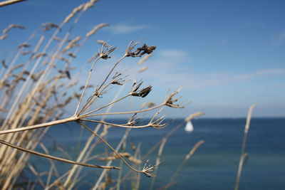 Close-up of plant in sea against sky