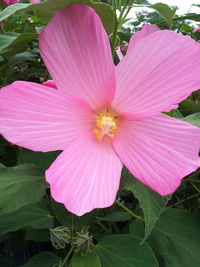 Close-up of pink hibiscus flower