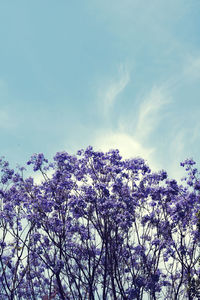 Low angle view of flowering tree against sky