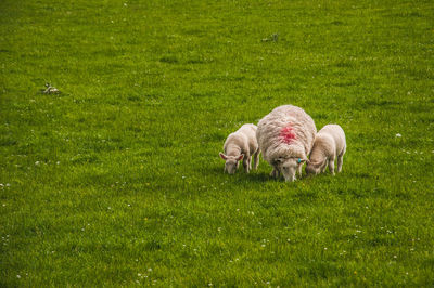 Sheep with a pair of lambs grazing on a meadow, scotland