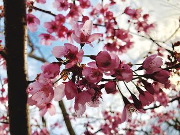 Close-up of pink cherry blossoms