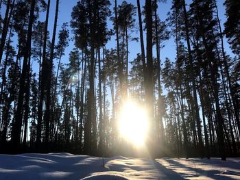 Sunlight streaming through trees in forest during winter