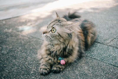 An adorable persian cat laying down on the concrete floor.