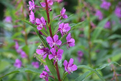 Close-up of pink flowers