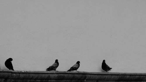 Birds perching on the wall