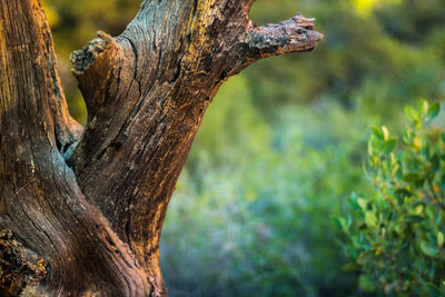 Close-up of lizard on tree trunk in forest