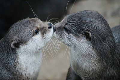 Close-up of otter kissing