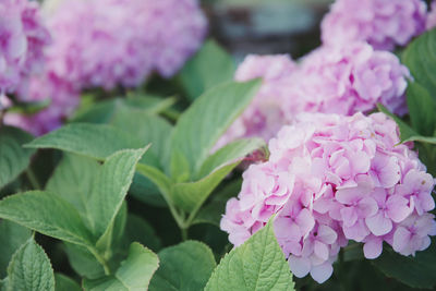 Close-up of pink flowering plant