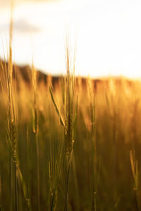 Close-up of wheat field against sky