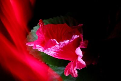 Close-up of pink rose against black background