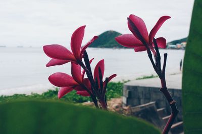 Close-up of red flowers blooming against sky