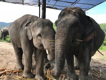 View of elephant on land