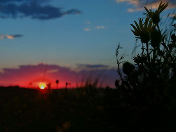 Scenic view of sunset