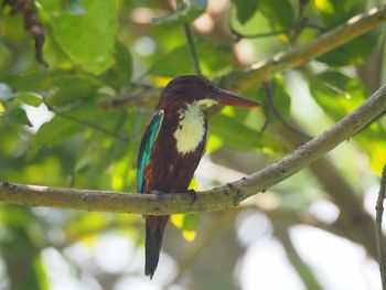 Close-up of bird perching on branch
