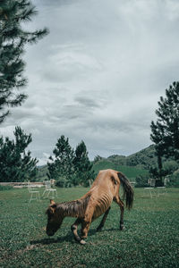 View of a horse on field against sky