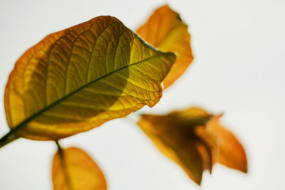 Close-up of yellow flower against white background