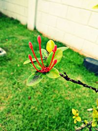 High angle view of red flowering plant