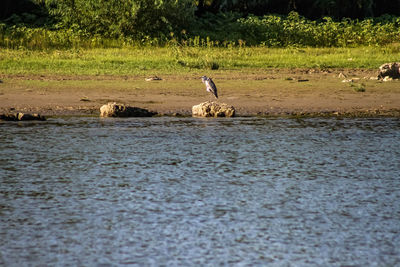 Bird in water