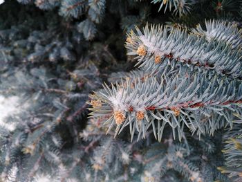 Close-up of pine tree during winter