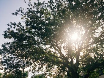 Low angle view of trees against sky