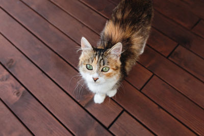 High angle portrait of cat on hardwood floor