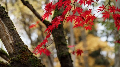 Close-up of maple leaves on tree