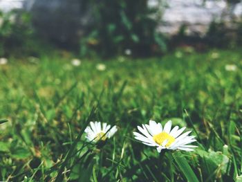 Close-up of flowers blooming on field