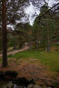 Trees growing on field in forest against sky