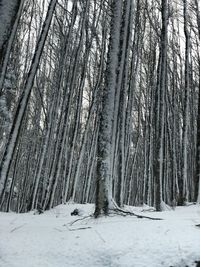 Snow covered trees in forest