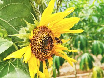 Close-up of bee on yellow flower