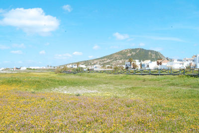 Scenic view of field against sky