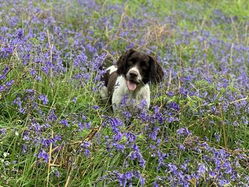 Dog on purple flowers on field