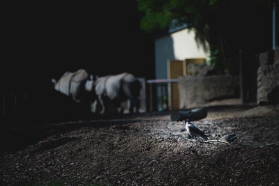 View of a dog on the wall