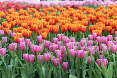 Close-up of pink tulips on field