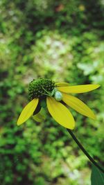 Close-up of yellow flower