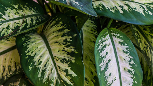 Close-up of fresh green leaves