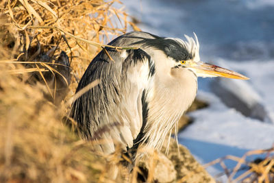 Close-up of gray heron