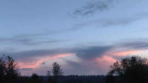 Low angle view of silhouette trees against sky during sunset