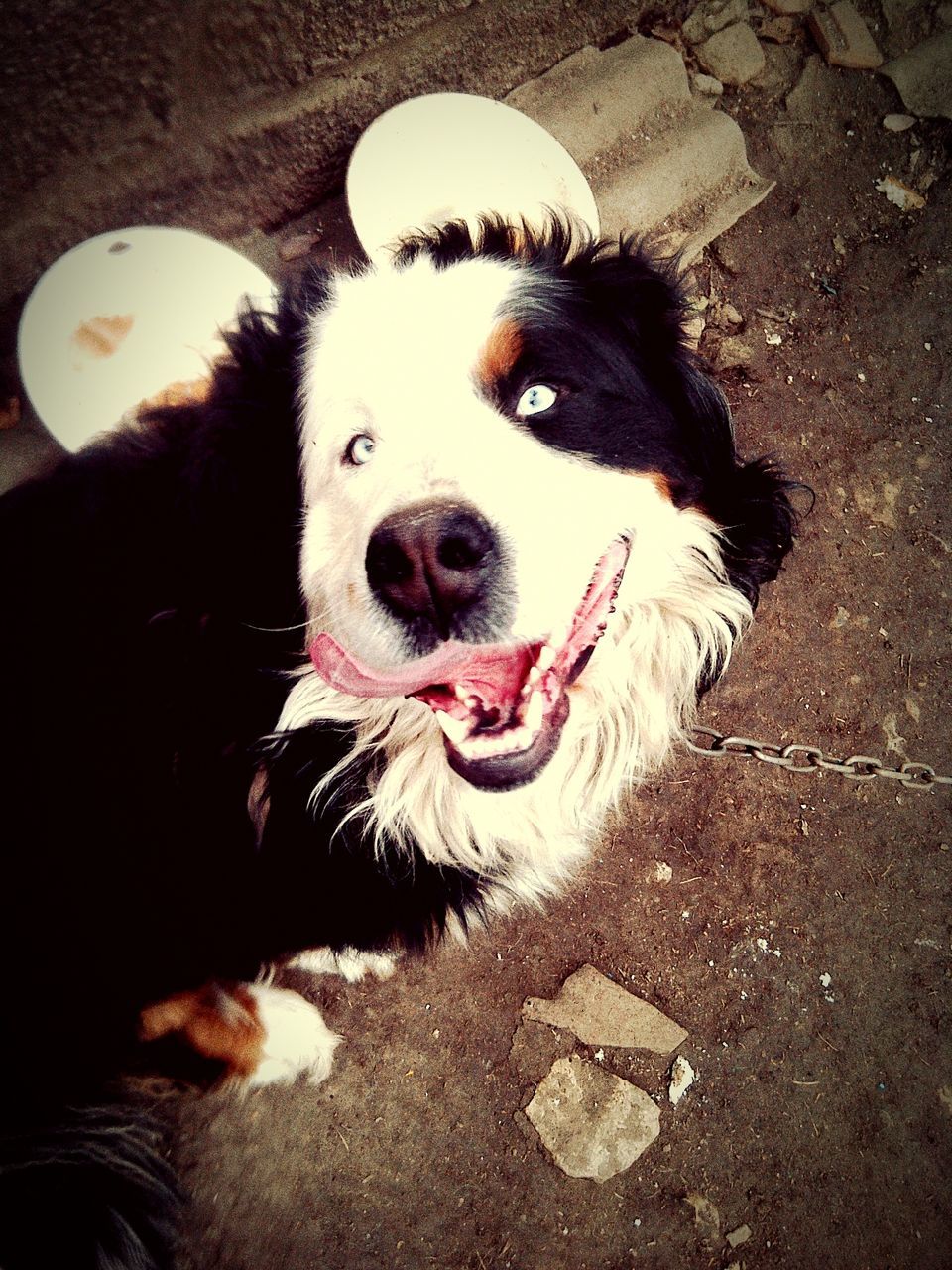 animal themes, one animal, pets, domestic animals, dog, portrait, looking at camera, mammal, high angle view, white color, close-up, animal head, sitting, front view, outdoors, no people, cute, day, relaxation, mouth open