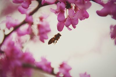 Close-up of bee hovering by pink flowers against sky