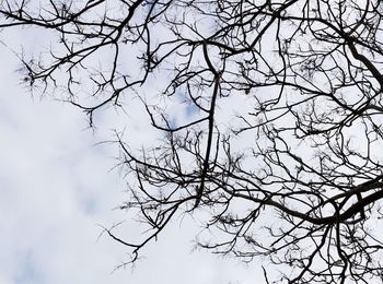 Low angle view of bird perching on bare tree against sky