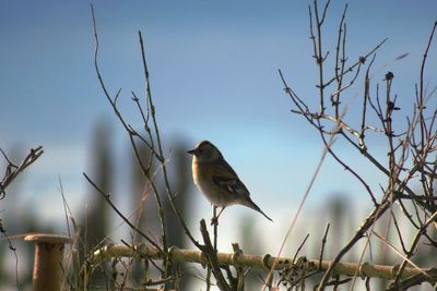 Low angle view of bird perching on tree against sky