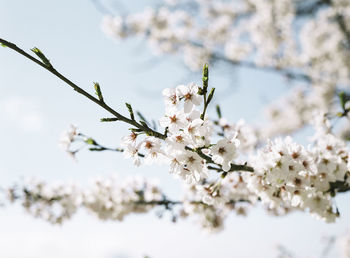 Close-up of white flowers blooming on tree