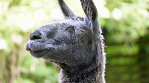 Close-up of a lama