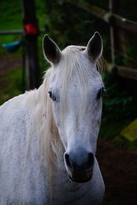 Portrait of horse on field